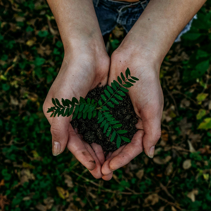 hands holding a green plant